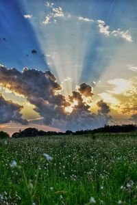 Scenic view of field against sky during sunset