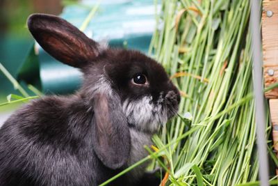 Close-up of an animal