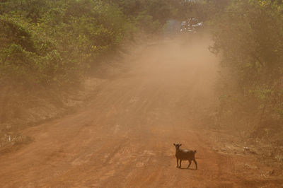 Cow on field