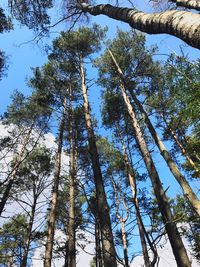 Low angle view of pine trees against sky