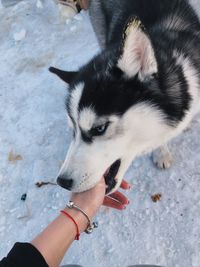 High angle view of dog sticking out tongue