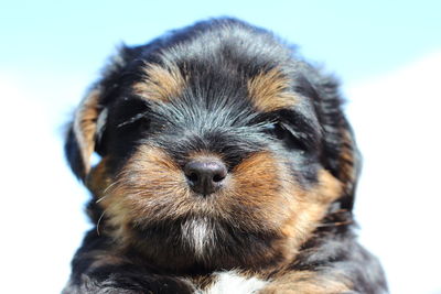 Close-up of a dog looking away