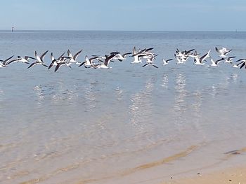 Seagulls flying over sea against sky