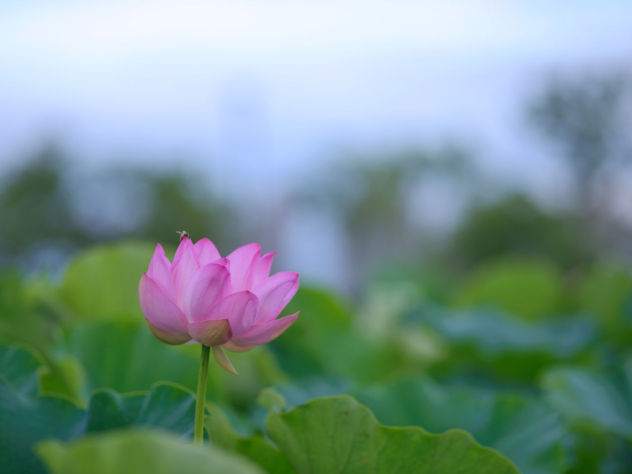 CLOSE-UP OF PINK WATER LILIES