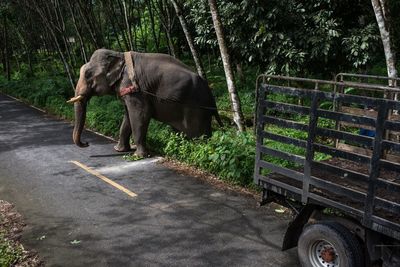 Elephant on road in forest