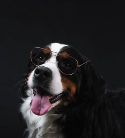 Close-up of a dog over black background