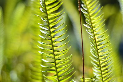 Close-up of fern leaves