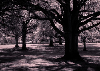 Trees in park