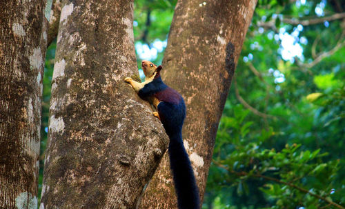 Bird perching on tree