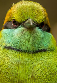 Close-up of bird