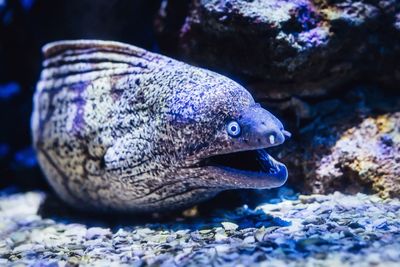Close-up of eel swimming in sea