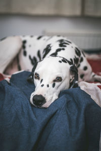 Close-up portrait of dog