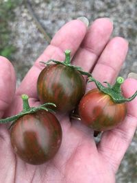 Close-up of hand holding tomatoes