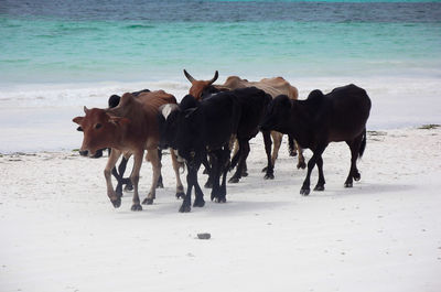 Horses standing on beach