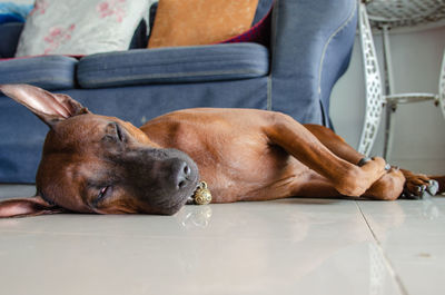 Portrait of dog lying on table at home