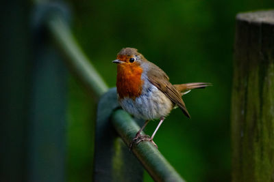 Close-up of bird perching on wood