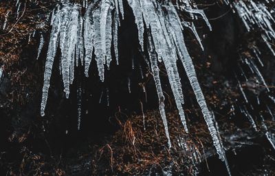 Close-up of icicles on tree trunk in forest during winter