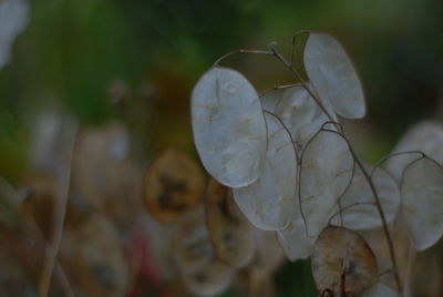 Close-up of white flowering plant