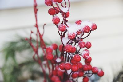 Close-up of berries on tree during winter