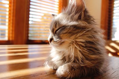 Cat looking away while standing on table at home