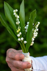 Close-up of hand holding flowering plant