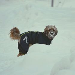 winter