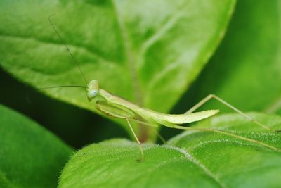 Close-up of insect on leaf