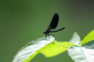 Close-up of fly on leaf