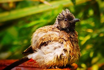 Close-up of bird perching on plant