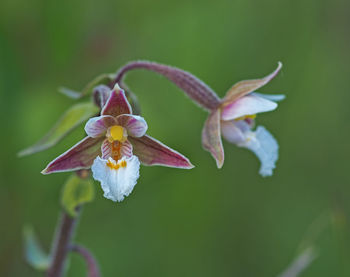 Close-up of purple flowering plant