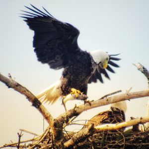 Low angle view of eagle flying against clear sky