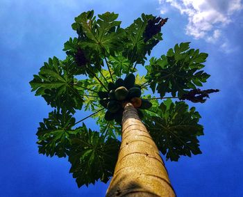 Low angle view of tree against blue sky