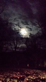 Illuminated trees against sky at night