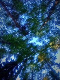 Low angle view of tree against sky