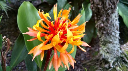 Close-up of orange day lily blooming outdoors