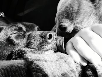 Close-up of hand holding dog