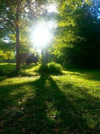 Sunlight streaming through trees in park