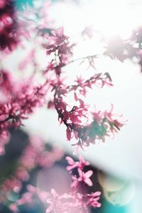 Close-up of pink cherry blossom plant