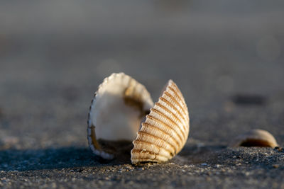 Two halves of seashell stuck in sand on beach at sunset