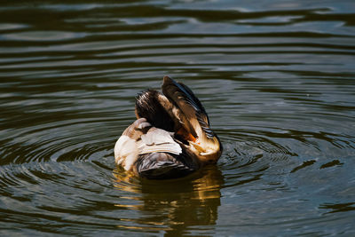 Duck swimming in a lake