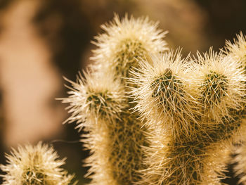 Close-up of cactus