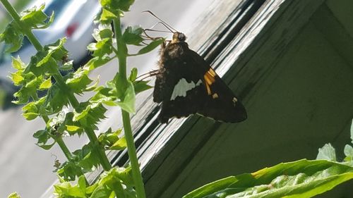 Close-up of butterfly perching on plant