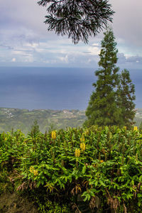 Plants growing on land against sky