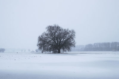 Trees on snow covered field against sky