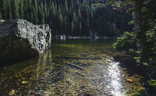 Trees growing in water against sky