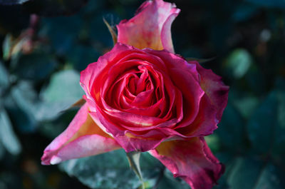 Close-up of red rose