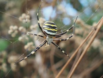 Close-up of spider on web