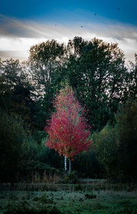 Trees on field against sky