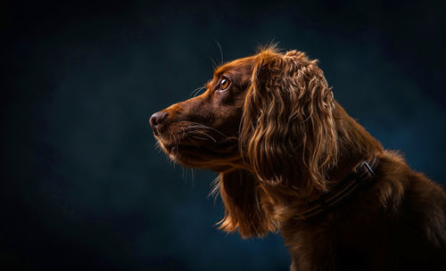 Close-up of dog against black background