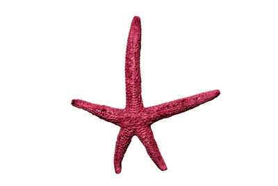 starfish